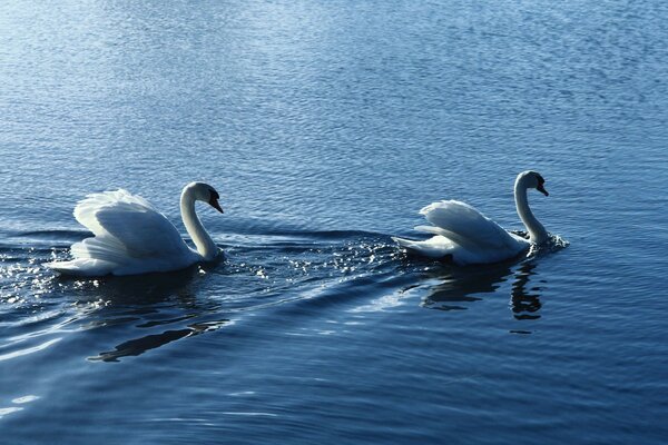 Aves ondulaciones cisnes blancos agua vapor