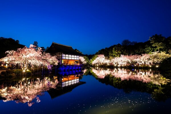 Reflection of cherry blossoms in the water