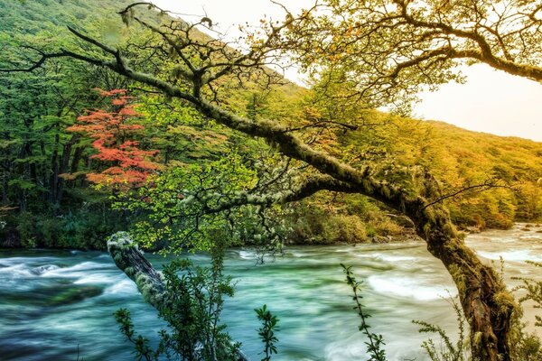 Ein Baum, der sich zu einem Flussablauf geneigt hat