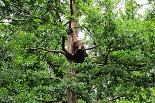 Ours brun sur un arbre dans la nature