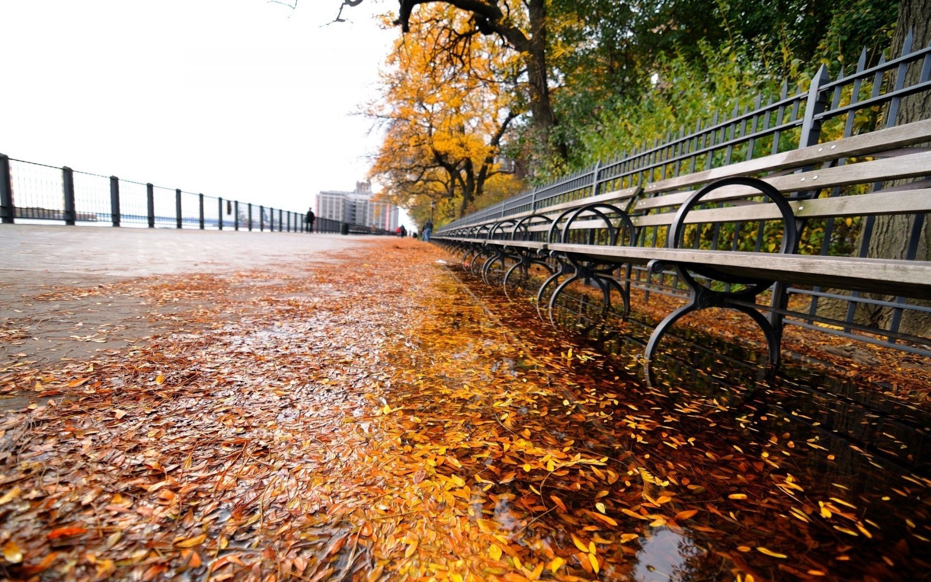 sonbahar sonbahar doğa ahşap sezon yol yaprak ağaç rehberlik park köprü manzara açık havada su renk çevre seyahat ışık doğal