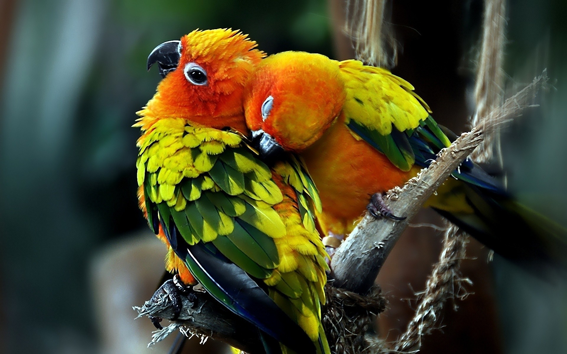 poussins perroquet oiseau faune ara bec animal plume avian zoo perroquet aile tropical sauvage exotique nature forêt tropicale couleur amour couple fond