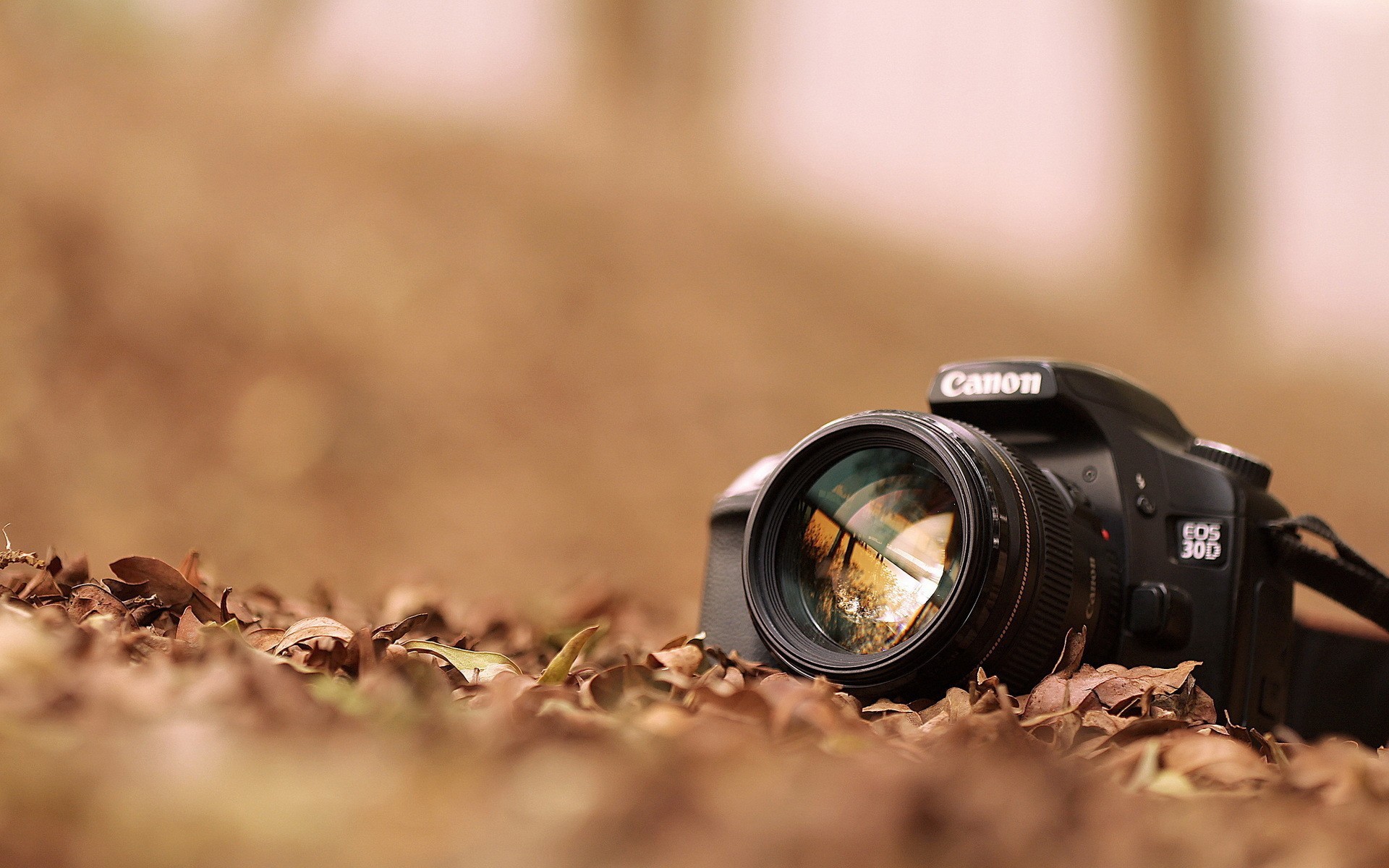 digitale technik und software objektiv unschärfe fokus zoom im freien natur sonnenuntergang gutes wetter blende boden kamera foto professionell canon