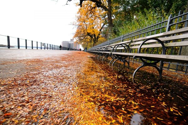 Hojas amarillas de otoño en el asfalto