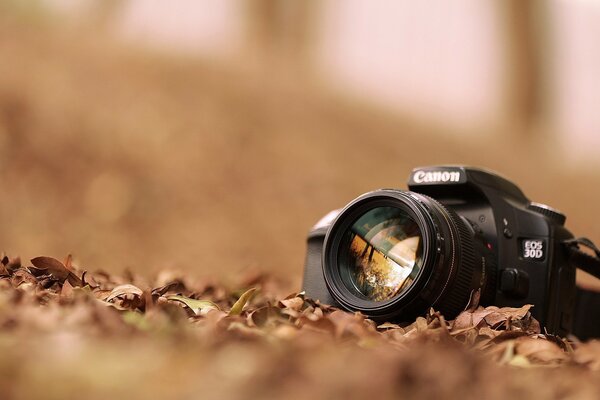 The camera is lying on an autumn field