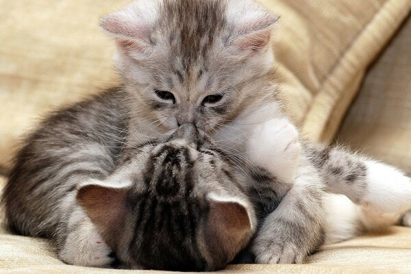 Gatinho abraça o segundo centésimo no sofá