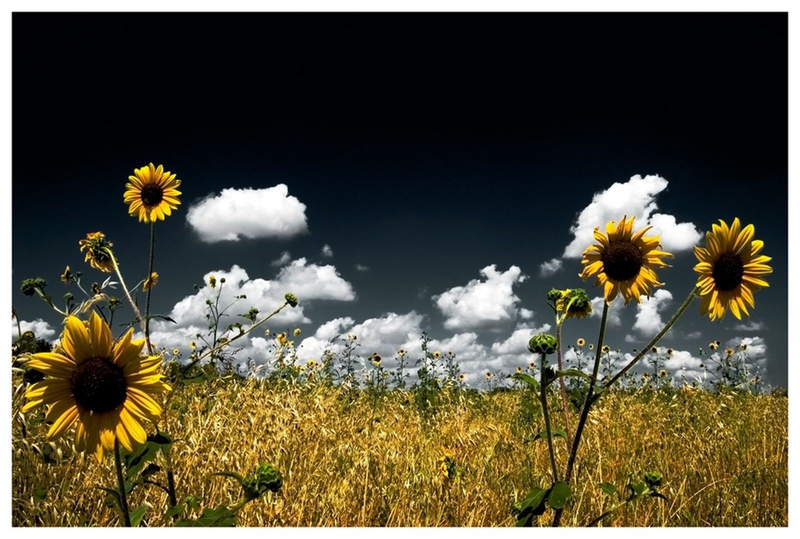 felder wiesen und täler blume feld natur flora sonnenblume sommer sonne des ländlichen hell farbe gutes wetter wachstum land himmel floral sonnig heuhaufen garten landschaft schön