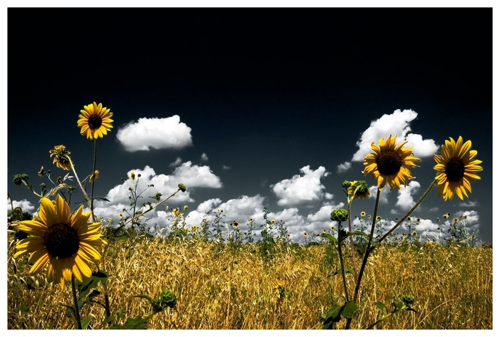 fields meadows and valleys flower field nature flora sunflower summer sun rural bright color fair weather growth country sky floral sunny hayfield garden landscape beautiful