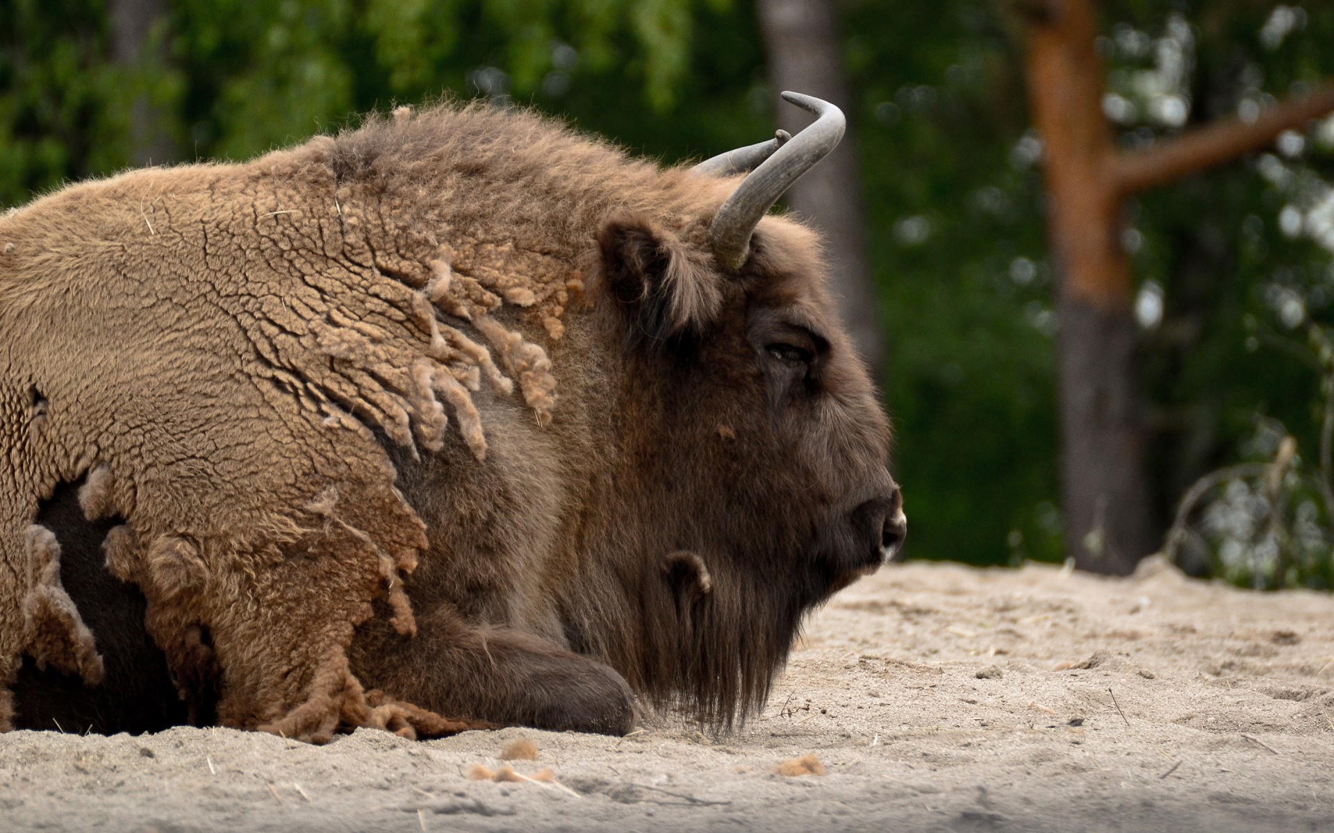 animals mammal wildlife nature outdoors animal wild fur park grass wisent