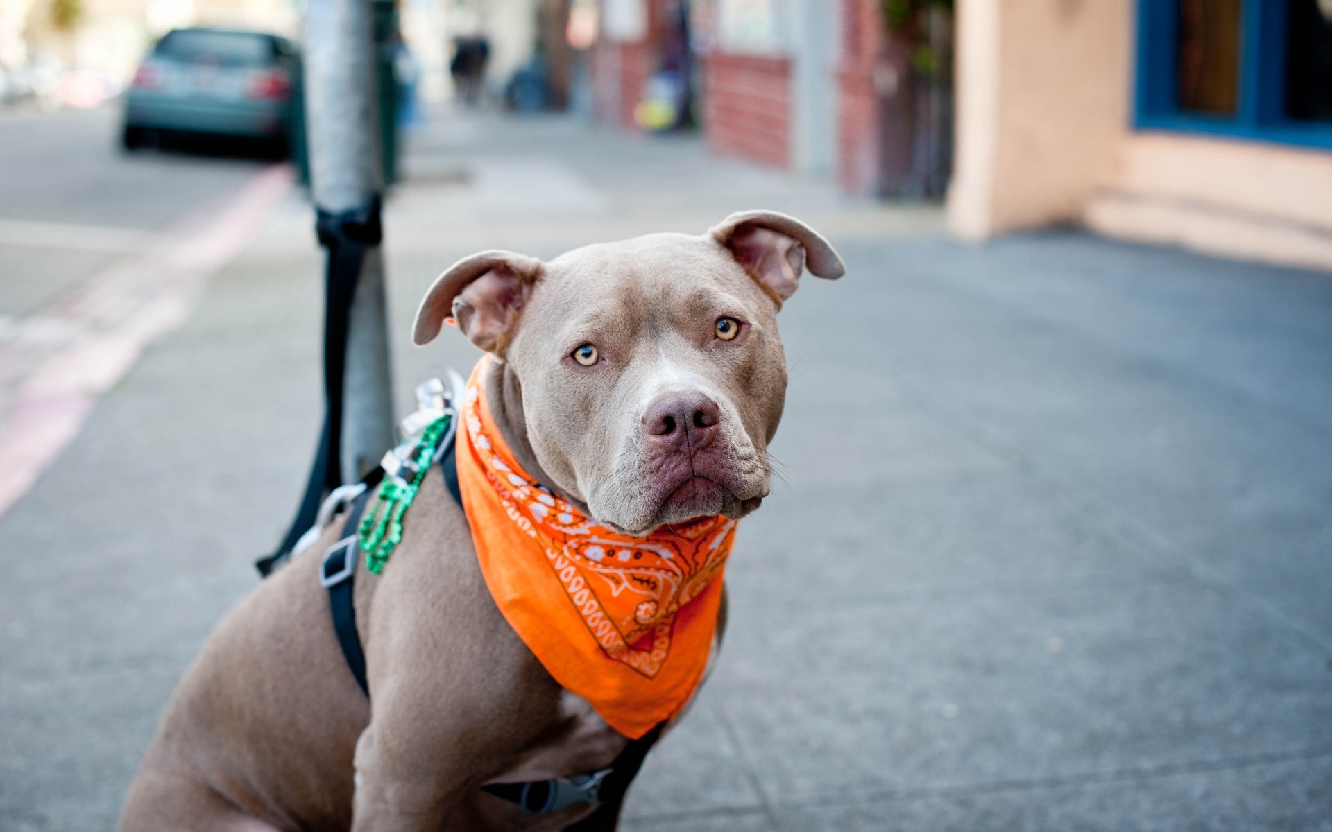 dogs portrait dog street outdoors cute young funny one pitbull