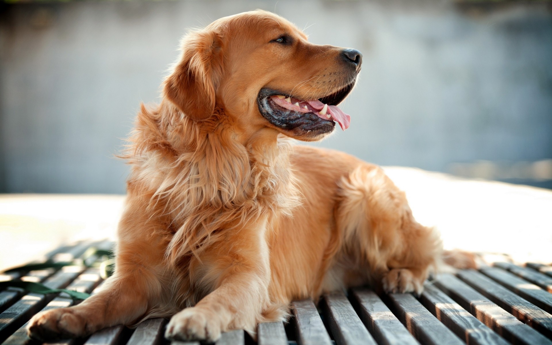 cães cão fofa animal de estimação retrato sentar-se mamífero cinegrafista pouco pele animal filhote de cachorro doméstico ver