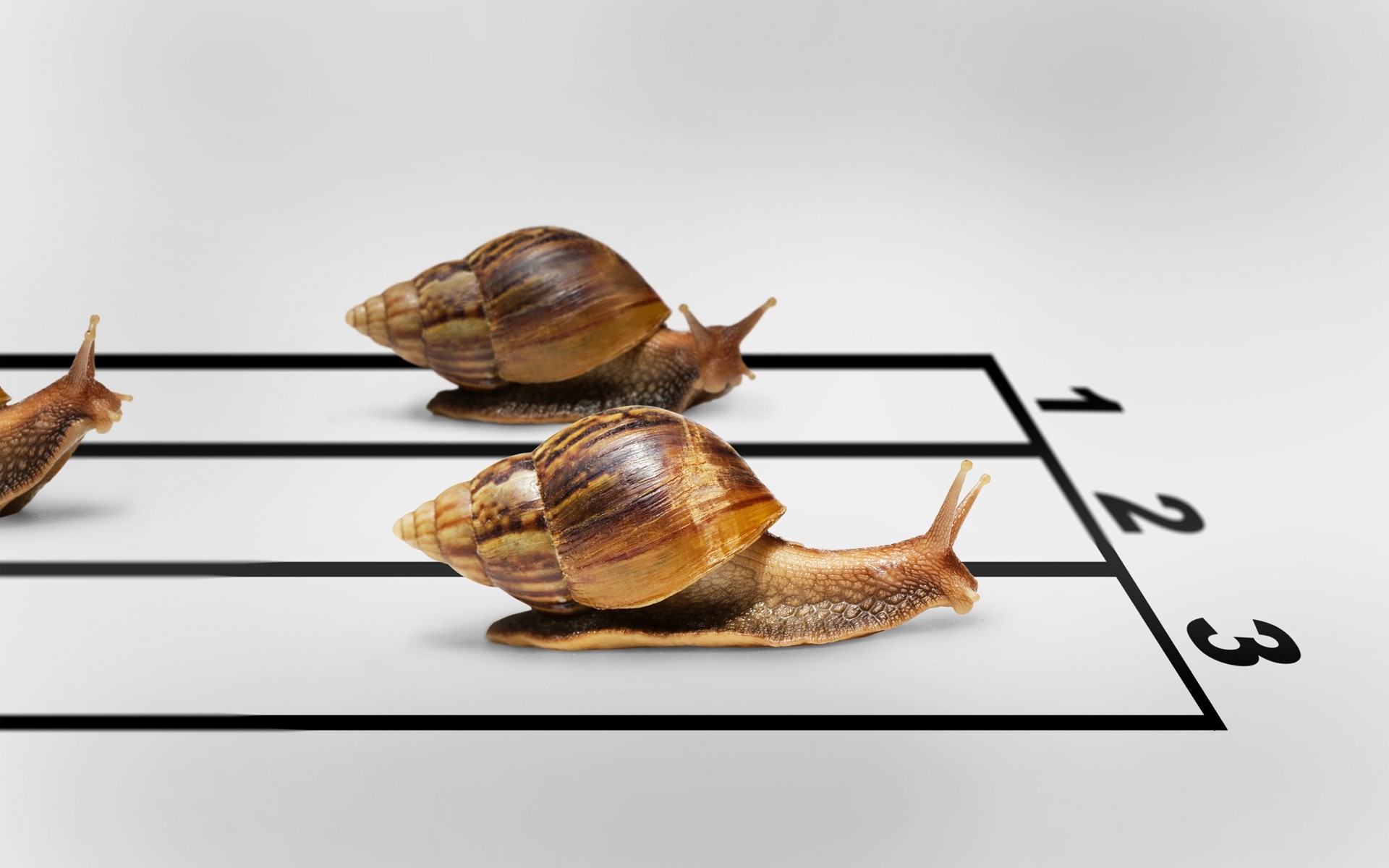 tiere muscheln schnecke schale wirbellose langsam bauchfüßler tier essen insekt eine natur klebrig schleimig spirale desktop beeilen sie sich helix tierwelt antenne humor lustig