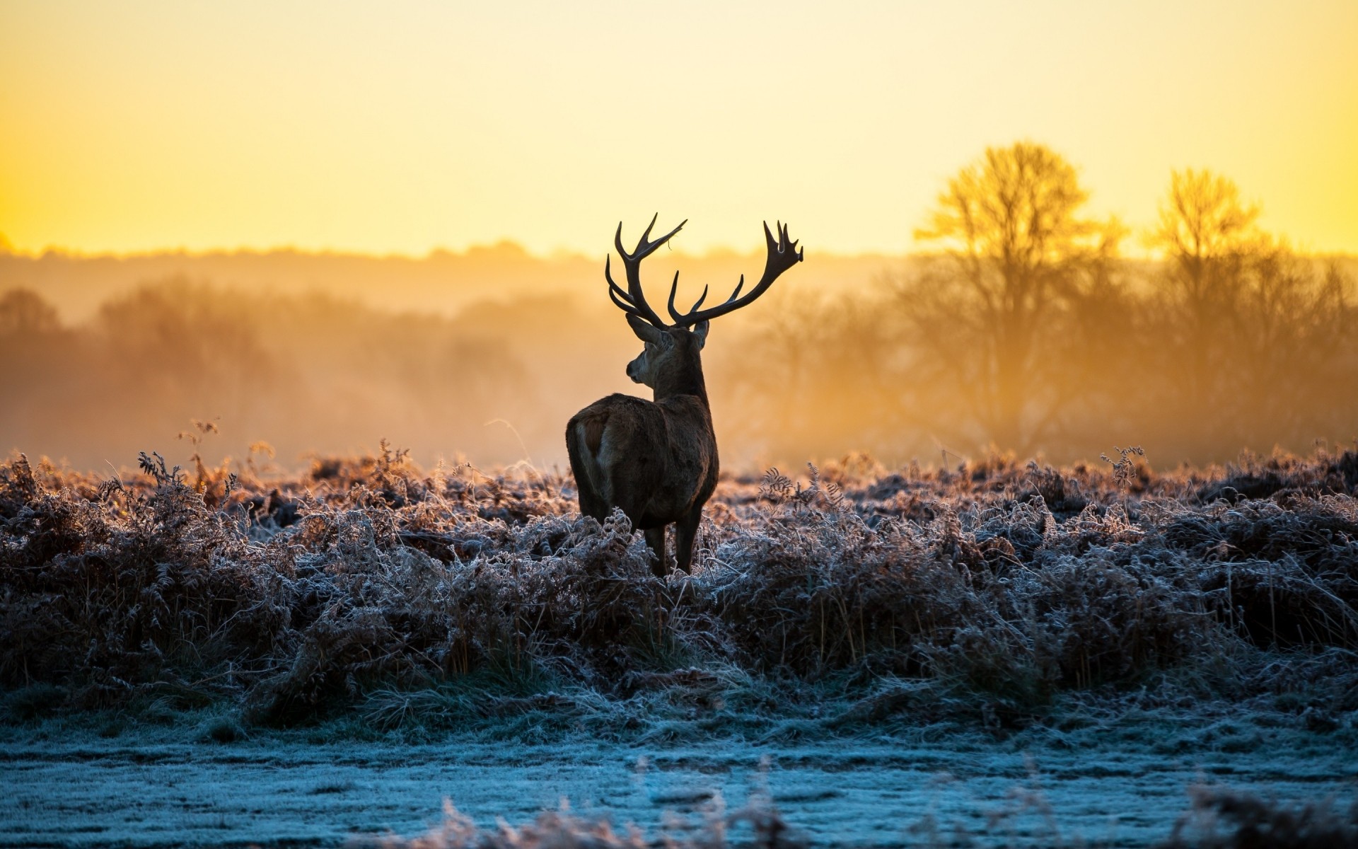 animais cervos amanhecer vida selvagem mamífero ao ar livre pôr do sol inverno natureza outono grama geada