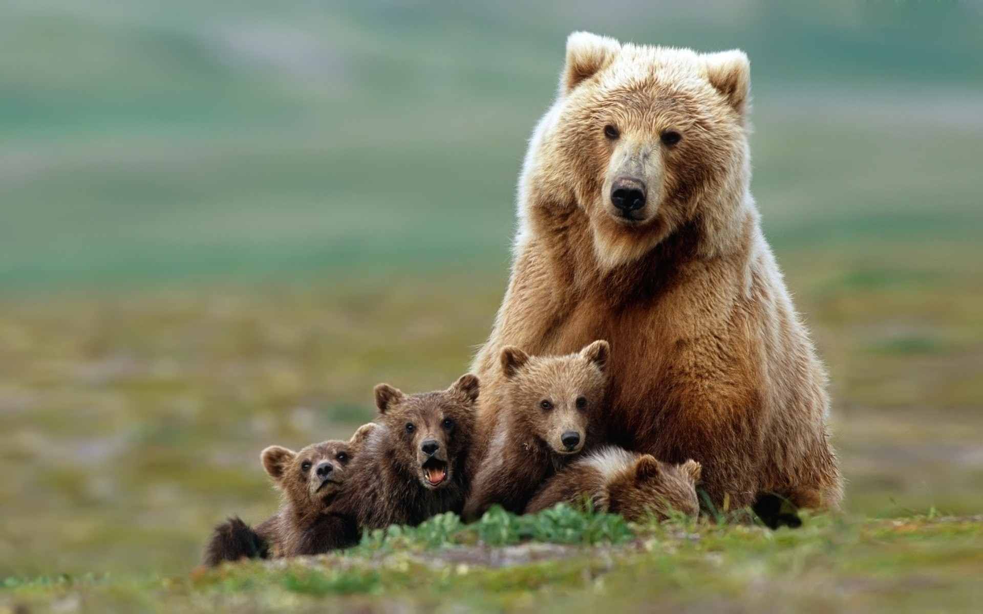 animals mammal wildlife animal nature outdoors grass wild predator fur cub grizzly carnivore bear cubs