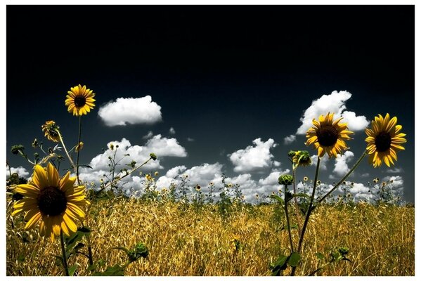 Natur Wiesen und Talblumen im Feld