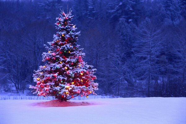 Albero di Natale nella foresta vuota