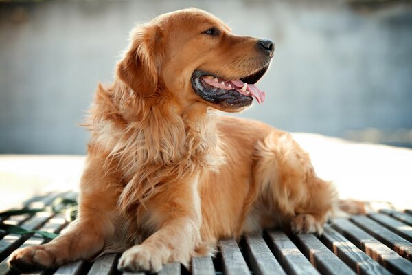 Photo de côté de chien mignon