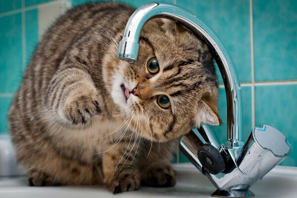 猫弯腰从水龙头喝水