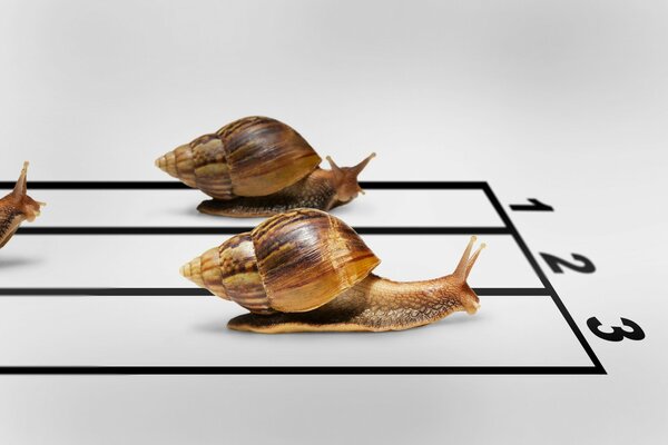 Staffetta tra lumache invertebrate