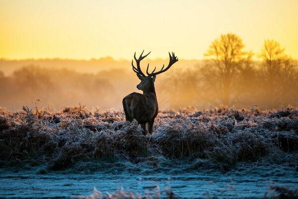 Hirsche im Morgengrauen, Wildtiere