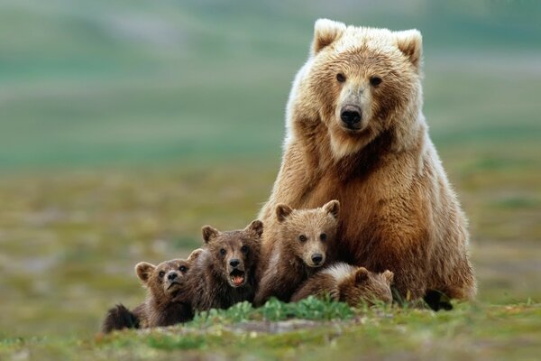 Ourse et quatre oursons dans la nature