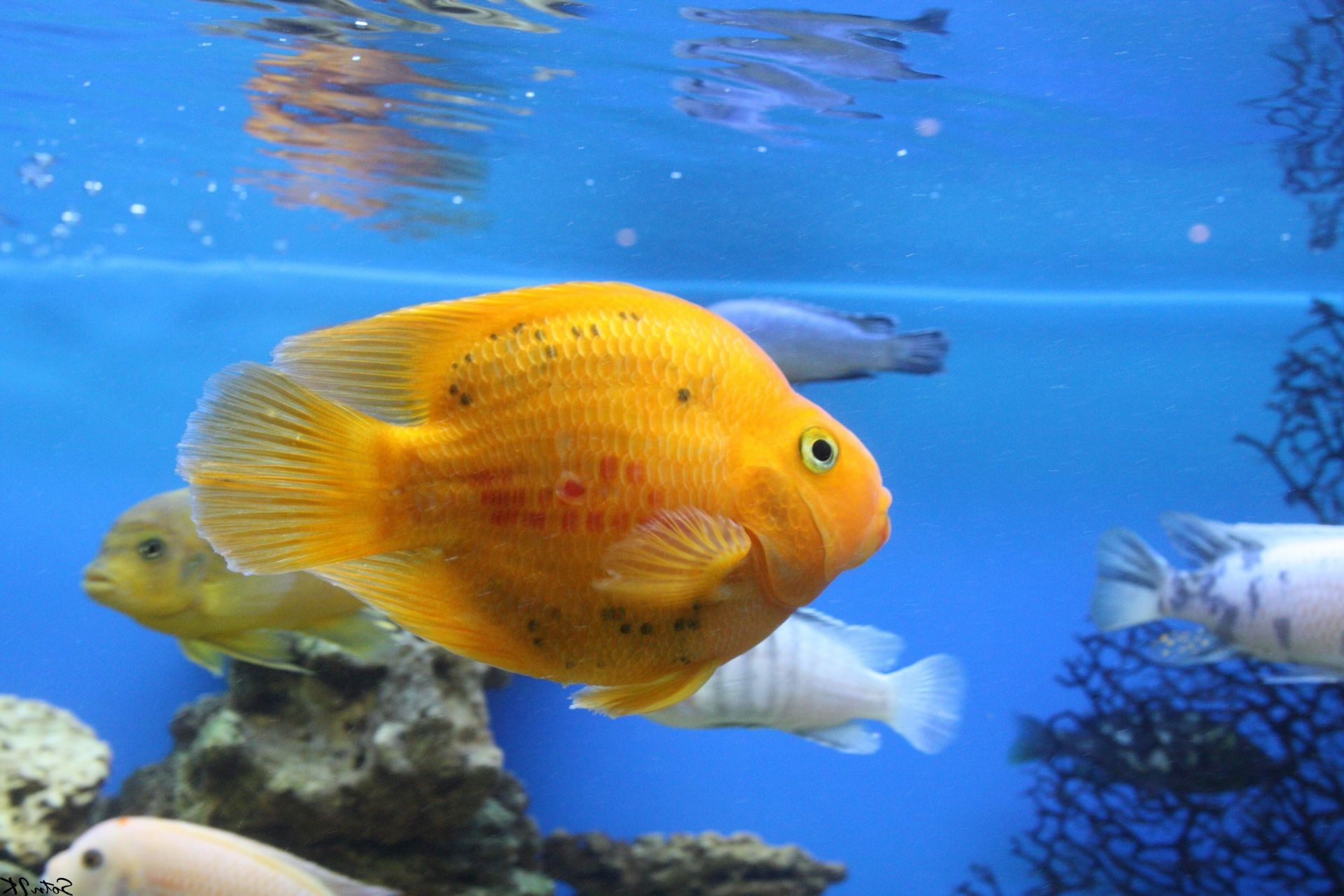 动物 水下 水族馆 游泳 鱼 水 热带 金鱼 海洋 珊瑚 异国情调 水生 海洋 野生动物 潜水 深 礁 坦克 自然 绿松石