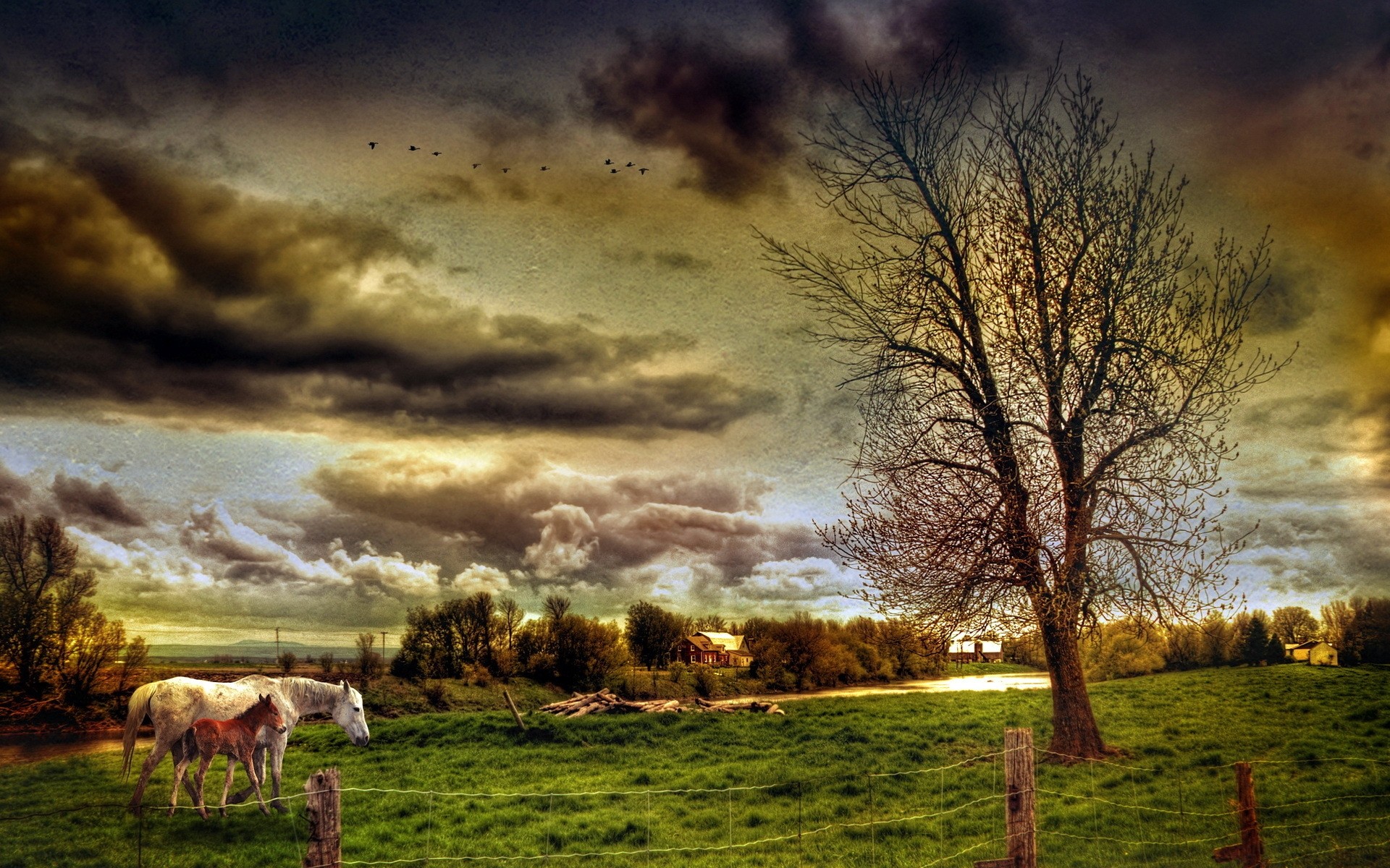 landscapes landscape grass sunset dawn nature tree rural countryside outdoors sky pastoral fall sun farm field evening fair weather agriculture hayfield horses hdr landscape landscape hdr