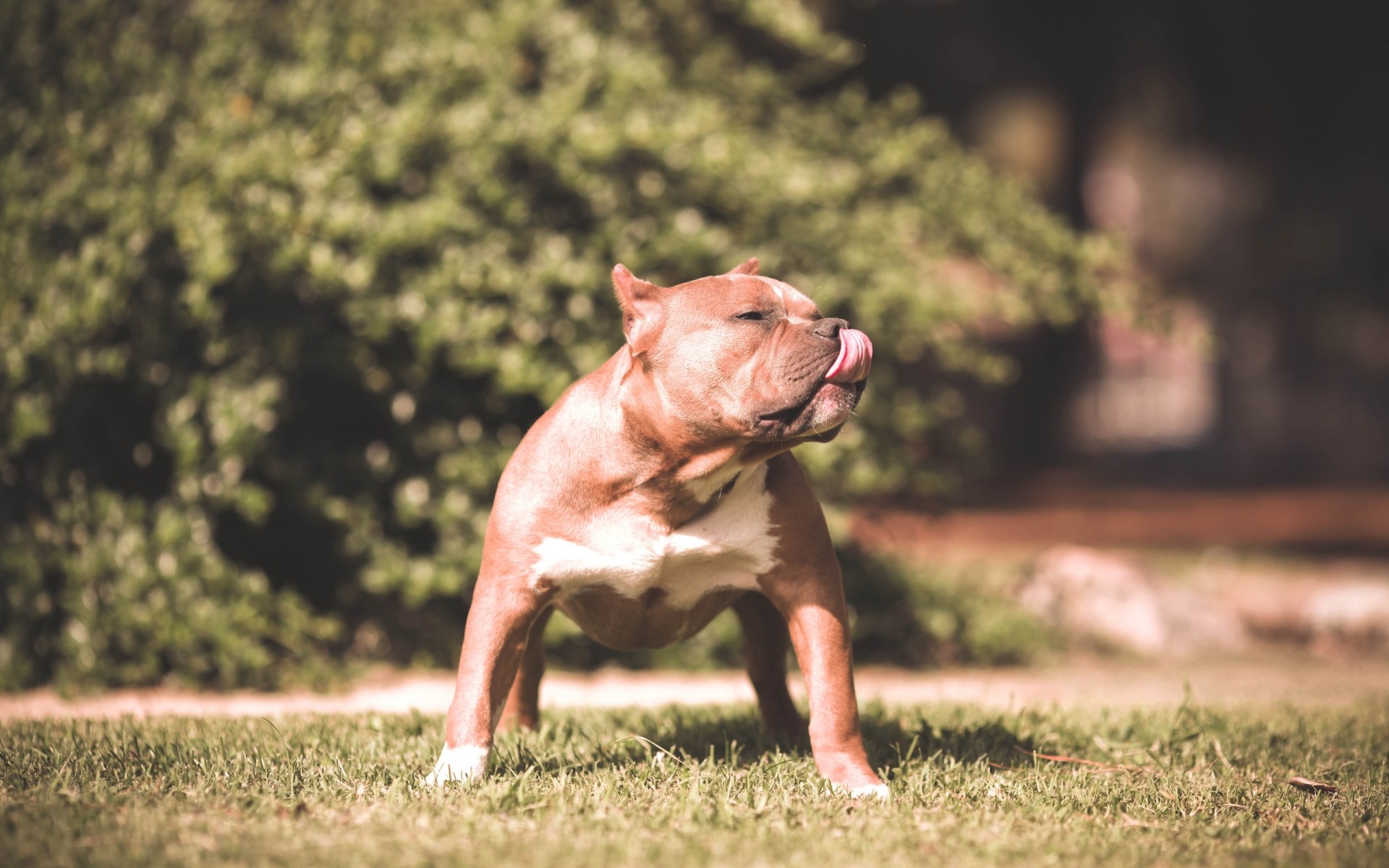 chien chien herbe animal mammifère nature à l extérieur champ un animal de compagnie parc portrait cynologue pitbull