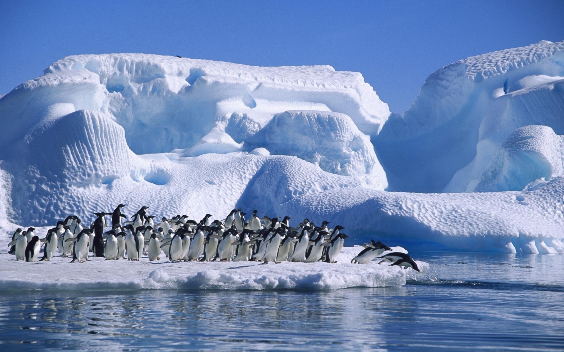 animaux neige glace hiver froid iceberg eau givré congelé glacier à l extérieur paysage polaire scénique voyage gel montagnes lumière du jour nature pingouins paysage de glace monde des pingouins photo pingouins