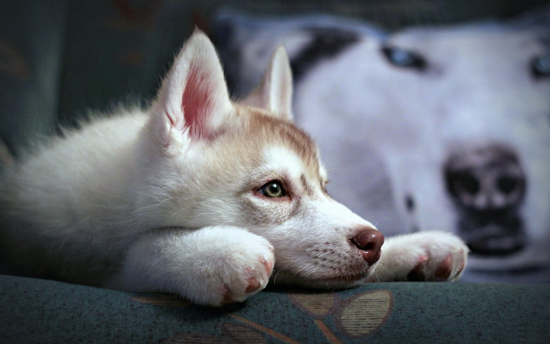 chien chien cynologue mammifère animal de compagnie portrait mignon animal chiot unique domestique race husky