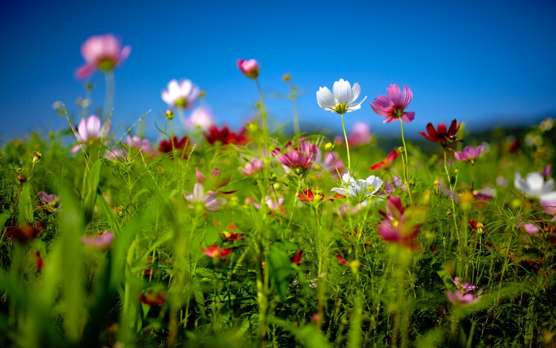 paisagens flor natureza verão campo grama feno sol flora jardim bom tempo brilhante rural blooming floral crescimento cor pétala ensolarado selvagem margaridas flores coloridas terra da primavera paisagem