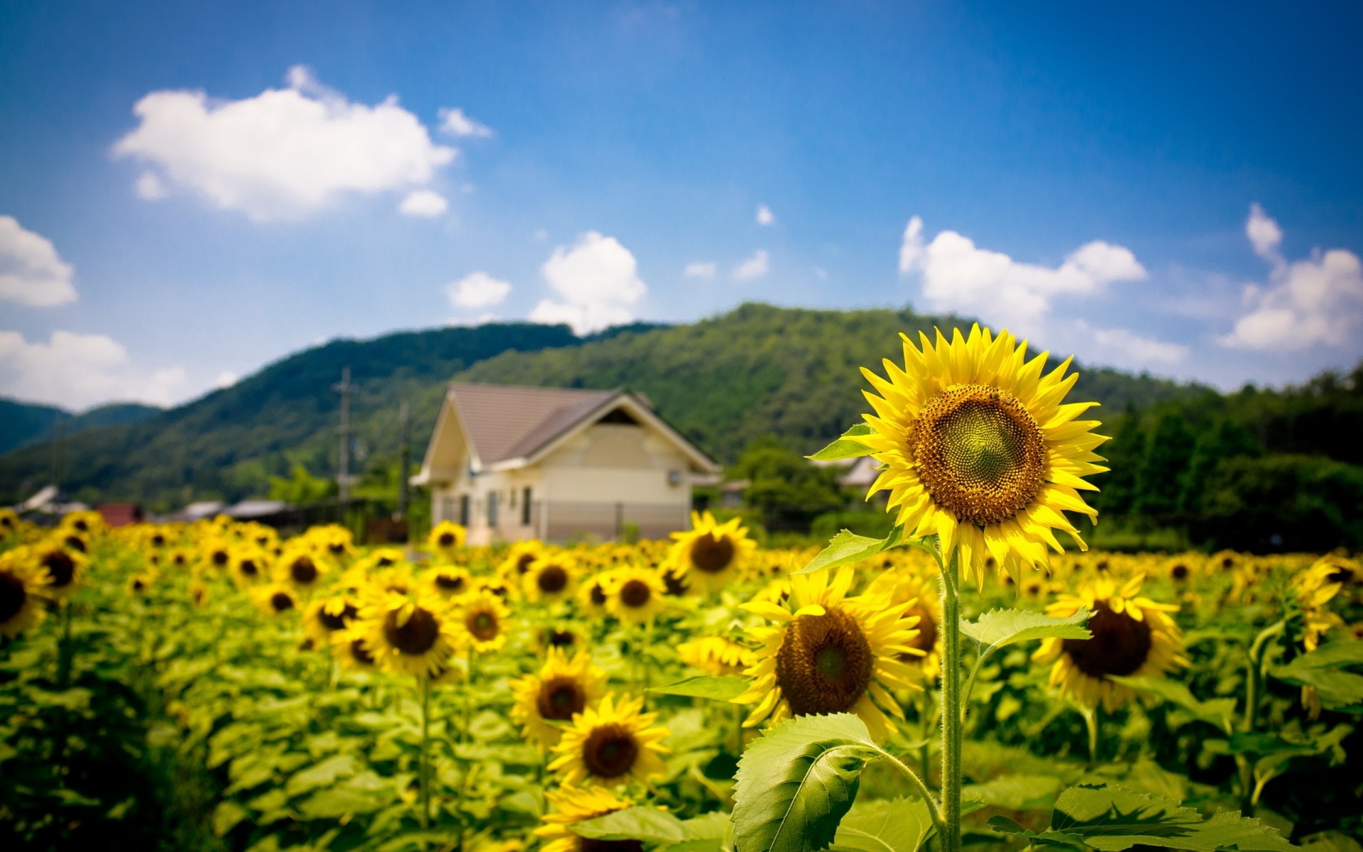 flowers rural nature field sunflower summer agriculture growth flora outdoors sky fair weather sun countryside flower hayfield bright landscape sunny plantation land