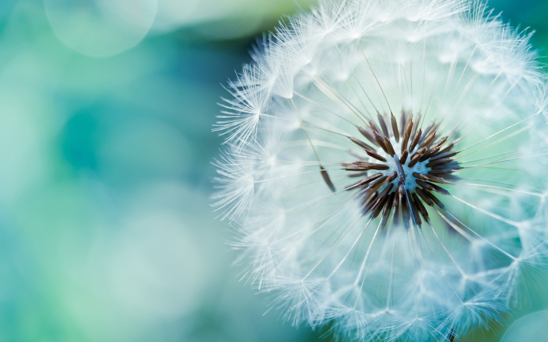 flowers dandelion nature summer flora flower downy bright delicate growth seed season color