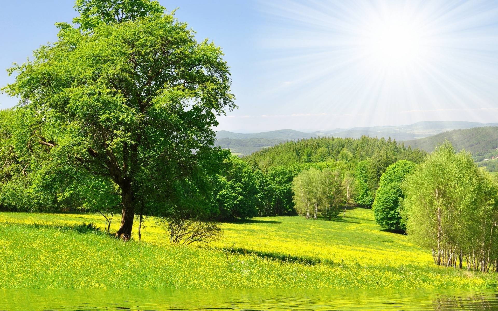 paysage paysage nature herbe rural arbre été foin campagne scène feuille beau temps champ soleil saison lumineux pays bois scénique spectacle arbres champ de printemps