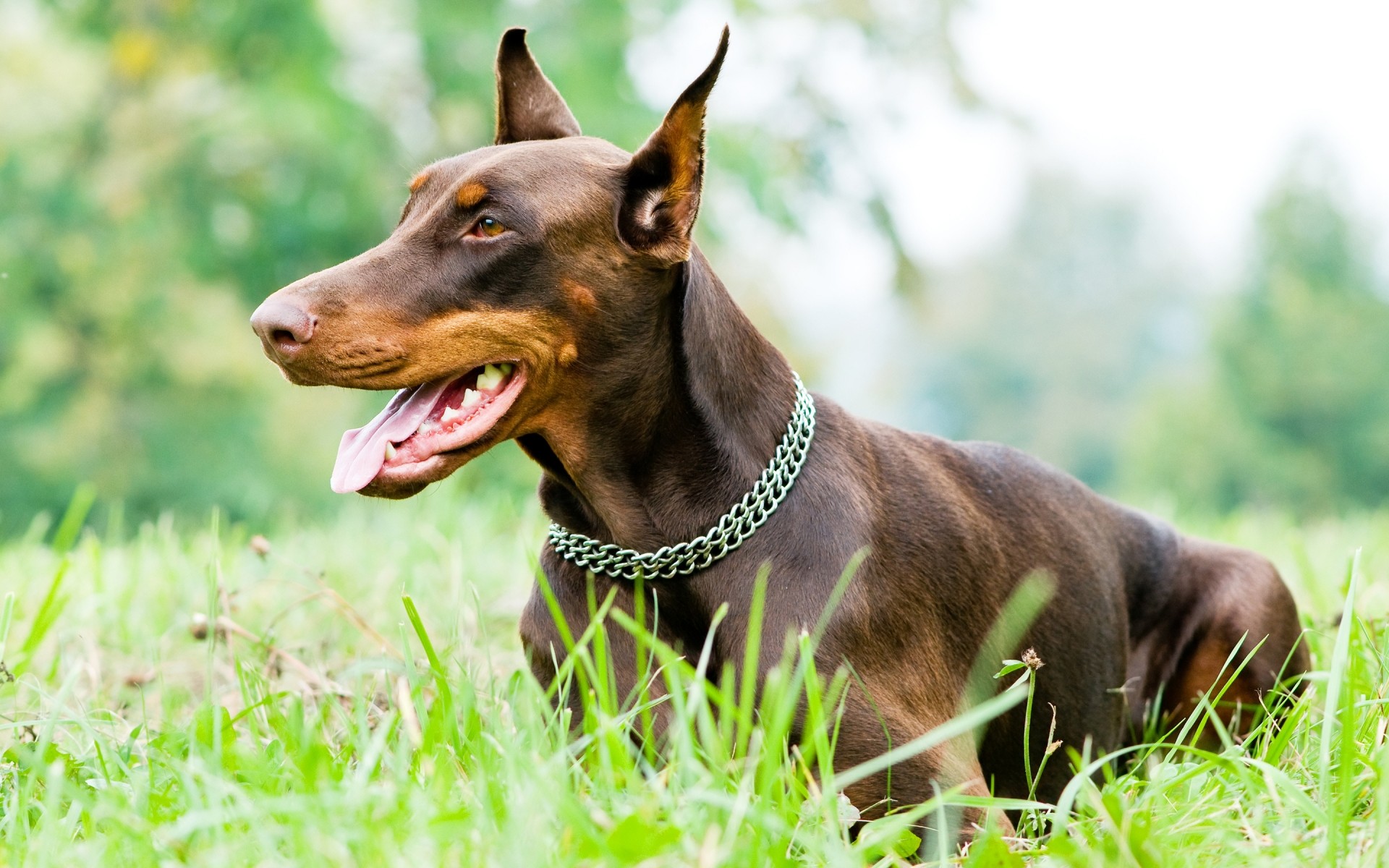 chien mignon herbe chien animal nature animal mammifère petit portrait champ jeune foin aperçu à l extérieur obéissance domestique cynologue chiot s asseoir doberman