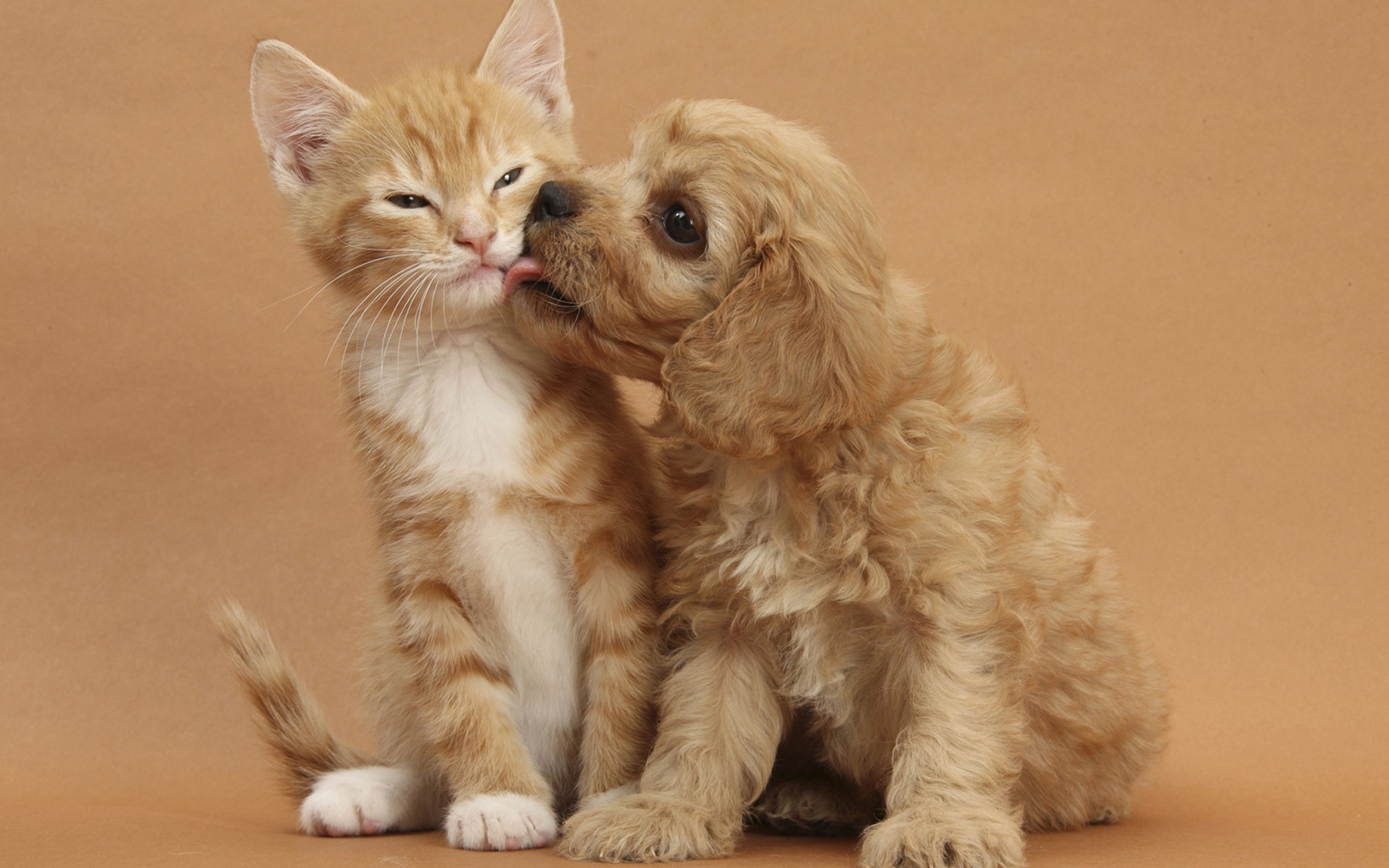 cats cute mammal pet animal cat little sit portrait fur domestic kitten funny studio looking young baby cat kiss dog kiss relationship