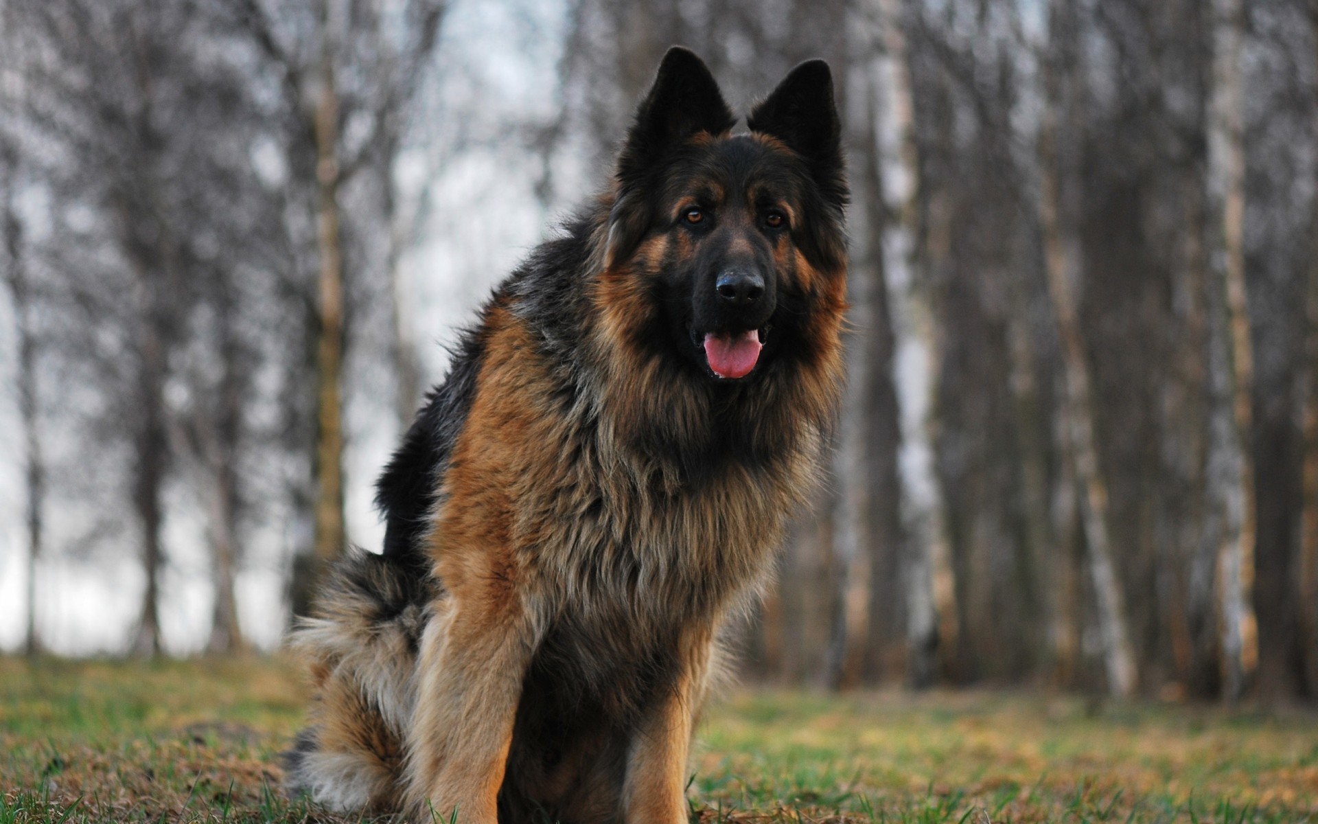 cane cane all aperto canino mammifero natura erba ritratto legno