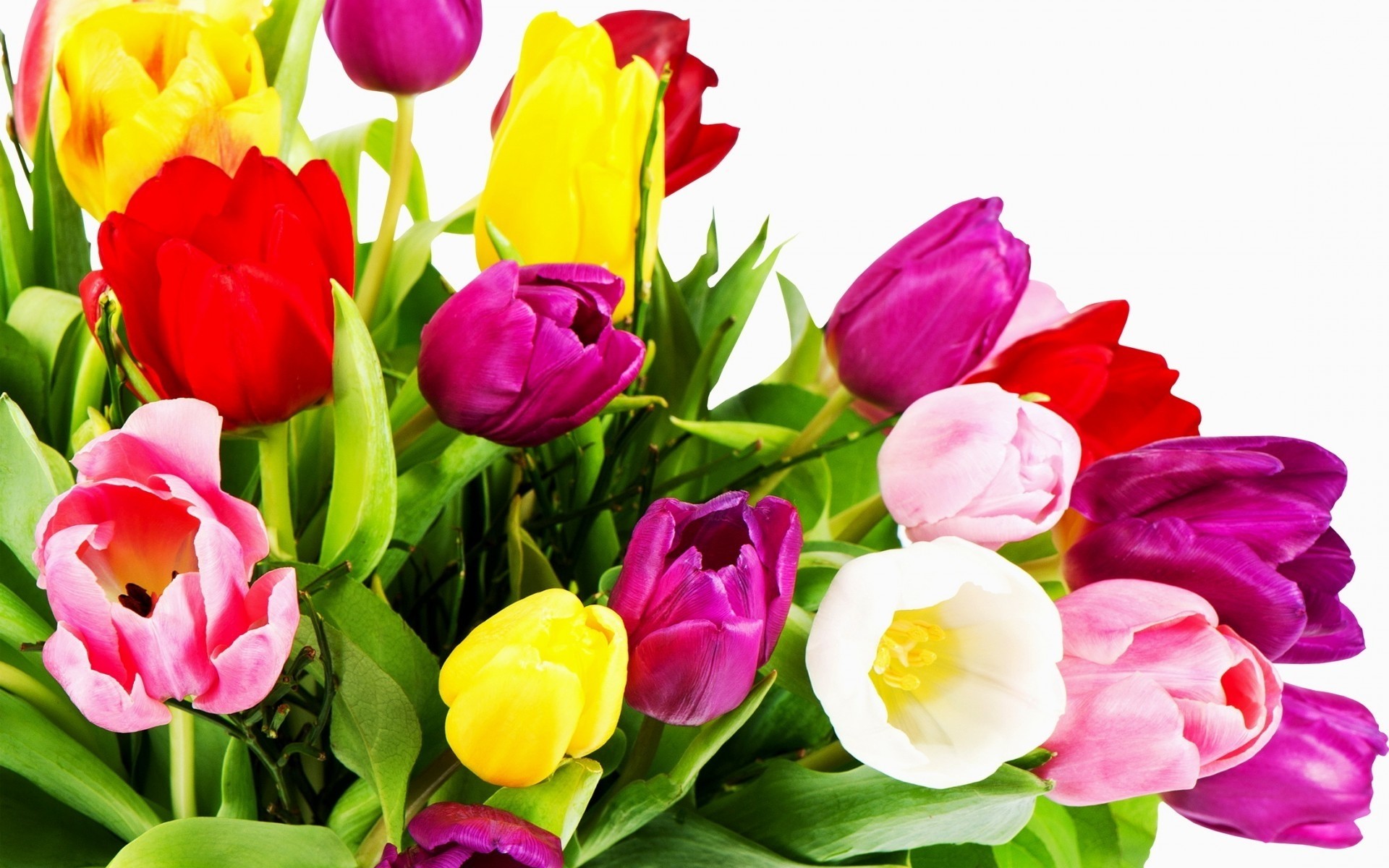 blumen tulpe natur ostern blatt blumenstrauß blume flora blumen garten hell blütenblatt blühen farbe cluster liebe jahreszeit sommer romantisch geschenk coole tulpen tulpen foto tulpen foto