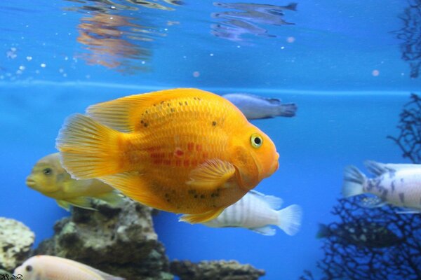 Foto von schönen Fischen im Aquarium