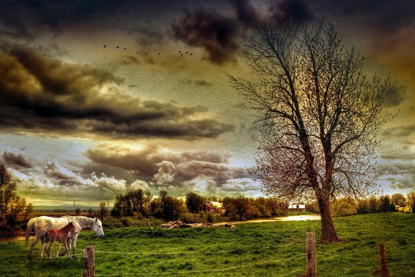 Caballo con potro en el campo al atardecer