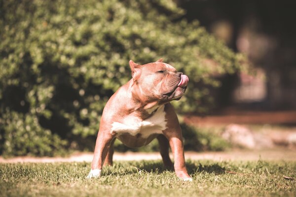 A dog is playing on a green lawn