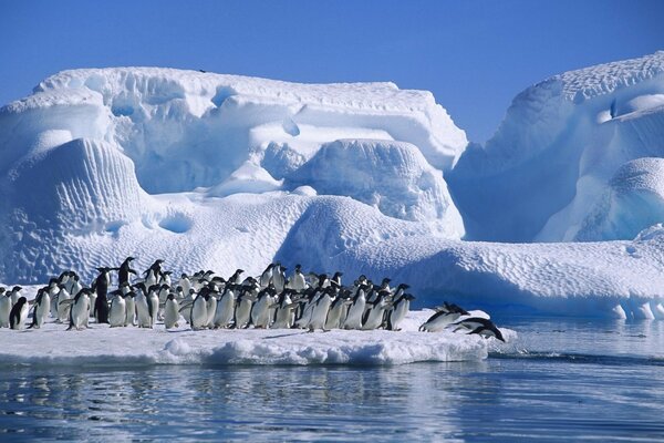 Playa de pingüinos de nieve ártica