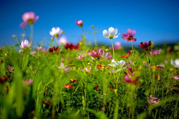 Sommerfeld mit schönen Blumen