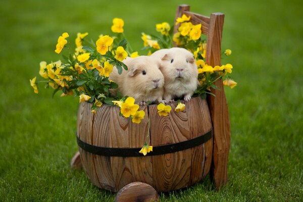 Funny hamsters in a flower pot