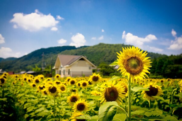 Sonnenblumenfeld und ein Haus in der Ferne vor dem Hintergrund der Berge