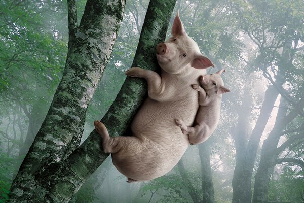 Funny photo of a pig in nature