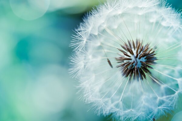 Fluffy dandelion is ready to let go of his parachutists