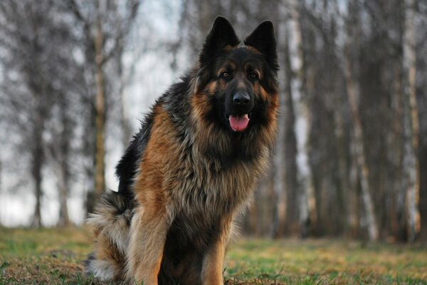 A shepherd dog walking in nature