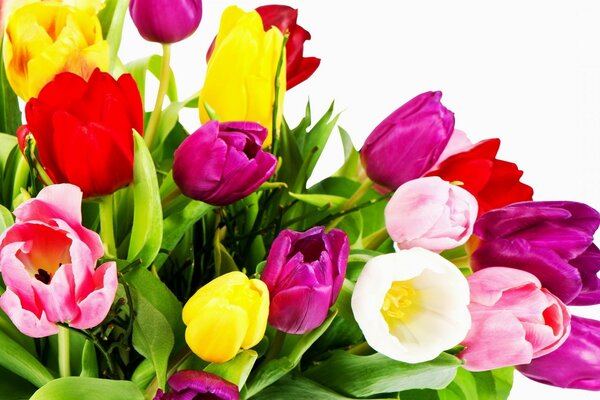 A bright bouquet of colorful tulips