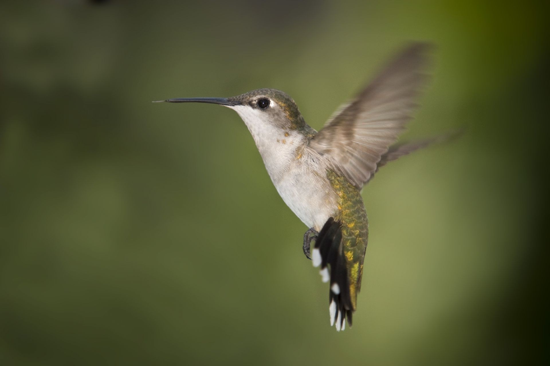 animals wildlife bird hummingbird nature outdoors side view animal